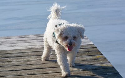 Le Bichon frisé : La personnalité joviale et affectueuse du Bichon frisé