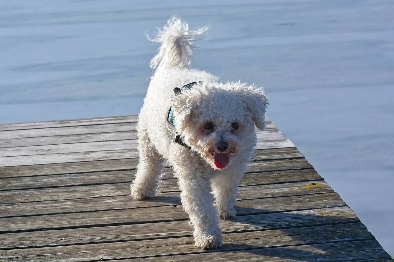 Un bichon frisé