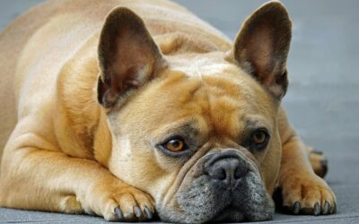 Le Bouledogue Français : La personnalité de ce petit chien courageux et attachant