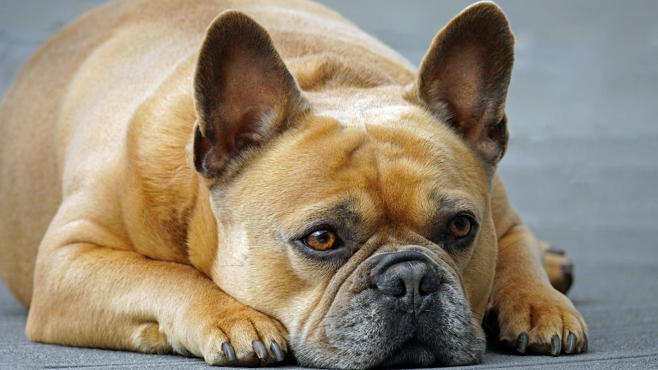 Un bouledogue français