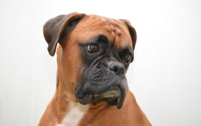 Le Boxer : La personnalité énergique et affectueuse de ce chien musclé