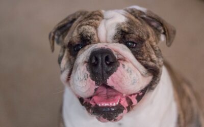 Le Bulldog Anglais : Les particularités de cette race de chien robuste et affectueux