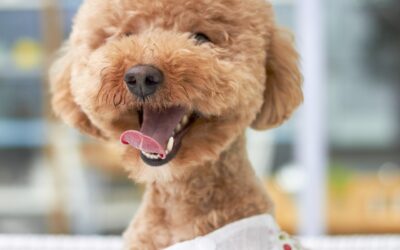 Le Caniche : La personnalité intelligente et enjouée de ce chien à poil bouclé