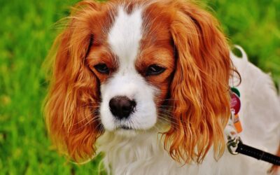 Le Cavalier King Charles Spaniel : le chien de compagnie affectueux et élégant