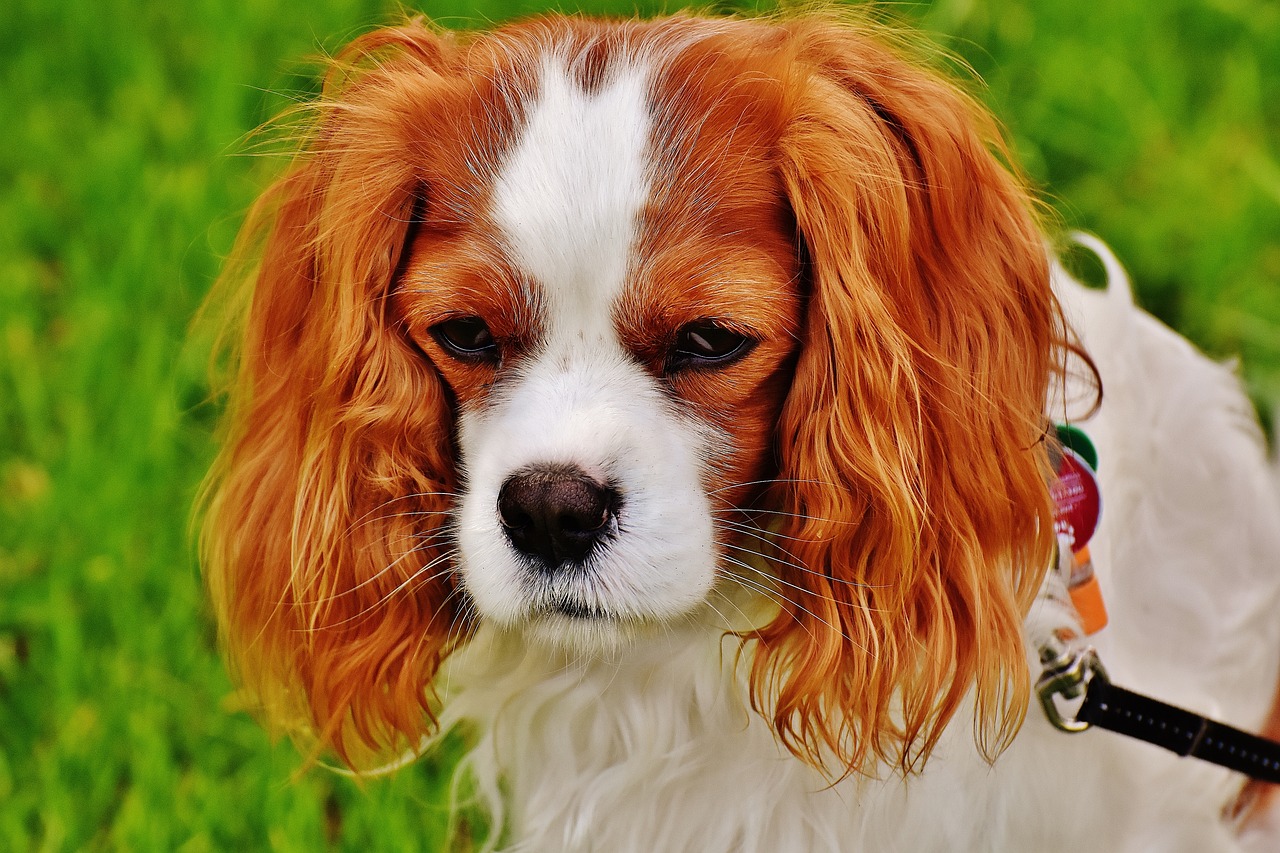 Un Cavalier King Charles Spaniel