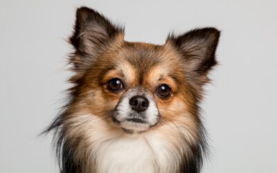 Le Chihuahua : Les mythes et vérités sur cette petite race de chien active et protectrice
