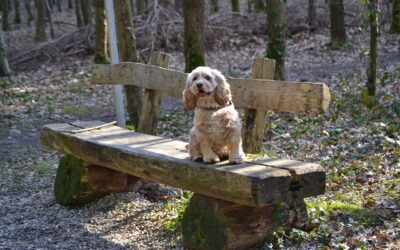 Le Cocker Spaniel Américain : Le caractère enjoué et loyal de cette race de chien