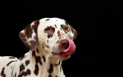 Le Dalmatien : Les origines de ce chien tacheté et son utilité passée comme chien de sauvetage