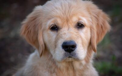 Le Golden Retriever : la loyauté et la douceur du « chien en or »