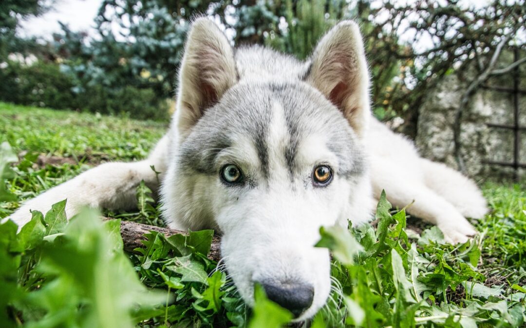 Le Husky Sibérien : Les particularités de cette race de chien avec une personnalité indépendante et amicale