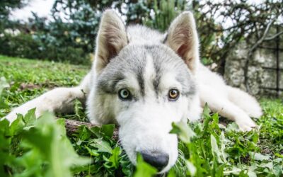 Le Husky Sibérien : Les particularités de cette race de chien avec une personnalité indépendante et amicale