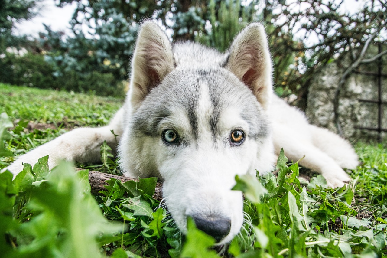 Un husky sibérien