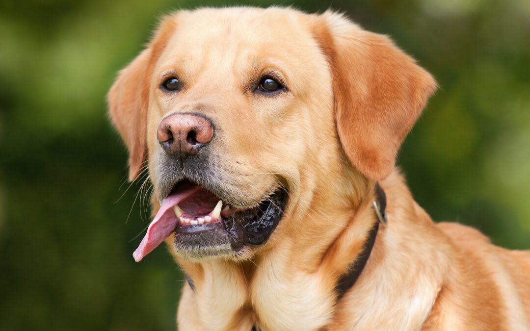 Le Labrador Retriever : le chien de famille confiant et facile à vivre