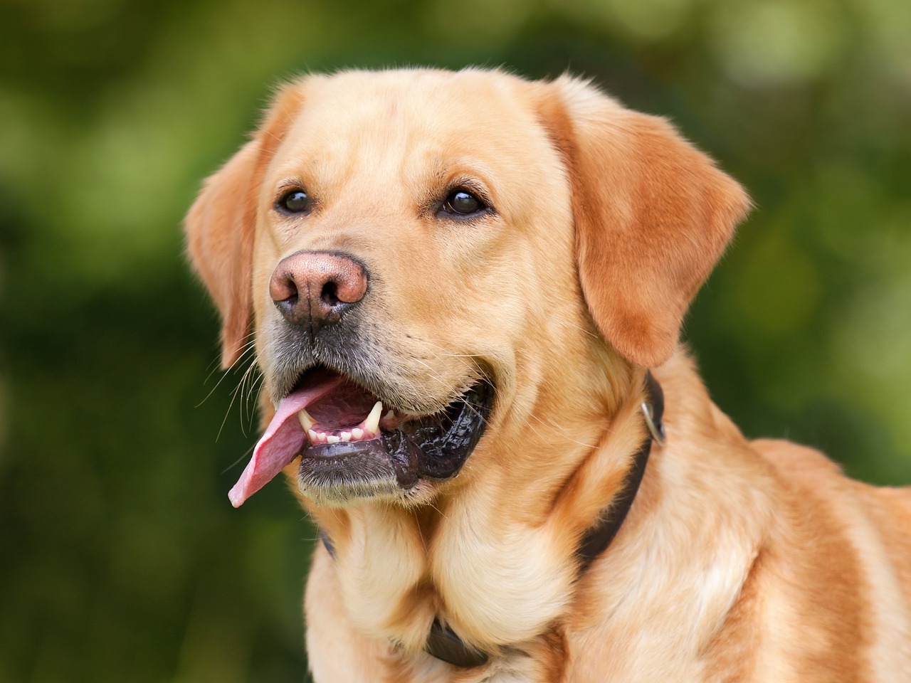 Un labrador retriever