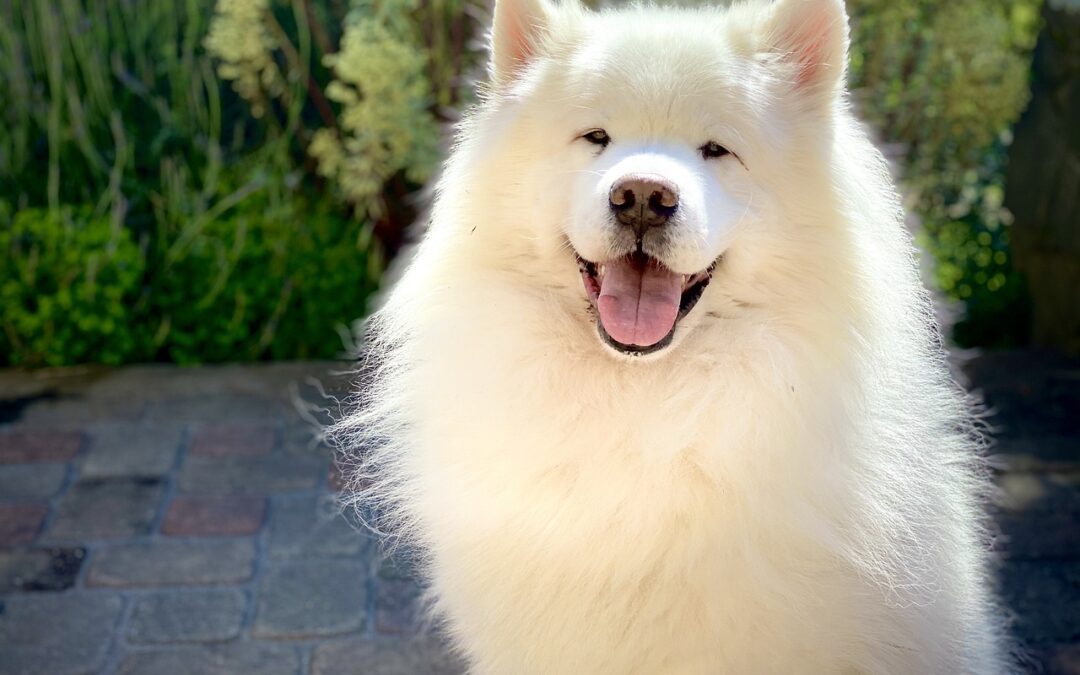 Le Samoyède : La beauté et la loyauté à la personnalité espiègle de cette race de chien originaire de la Sibérie