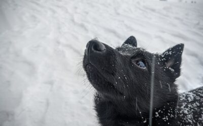 Le Schipperke : La vivacité et l’intelligence de cette race de chien belge