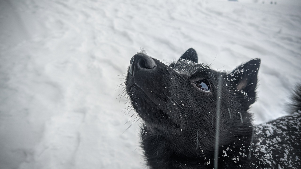 Un schipperke