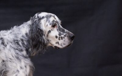 Le Setter Anglais : La personnalité amicale et énergique de cette race de chien d’arrêt