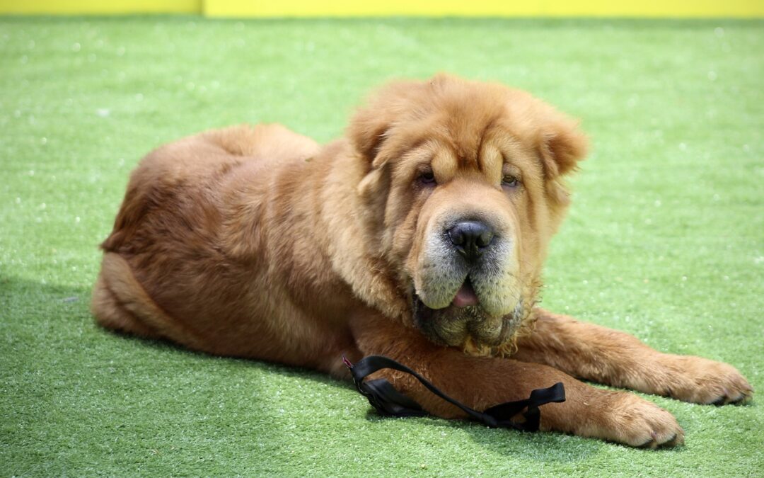 Le Shar Pei : Les attributs uniques de cette race de chien à la peau ridée et la personnalité intelligente