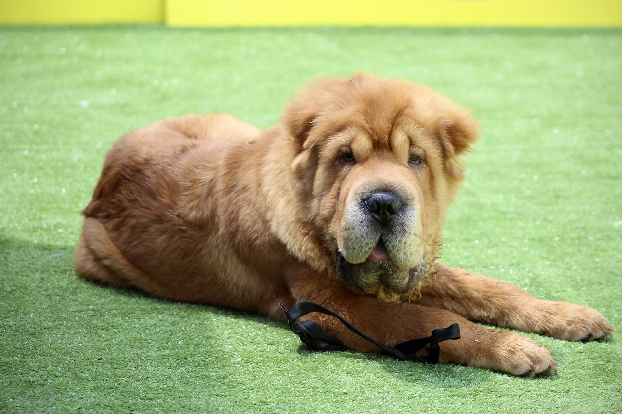 Un Shar Pei