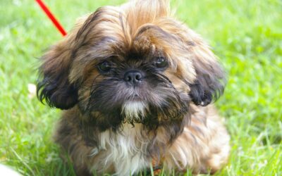 Le Shih Tzu : L’histoire de cette race de chien impériale chinoise et sa personnalité douce