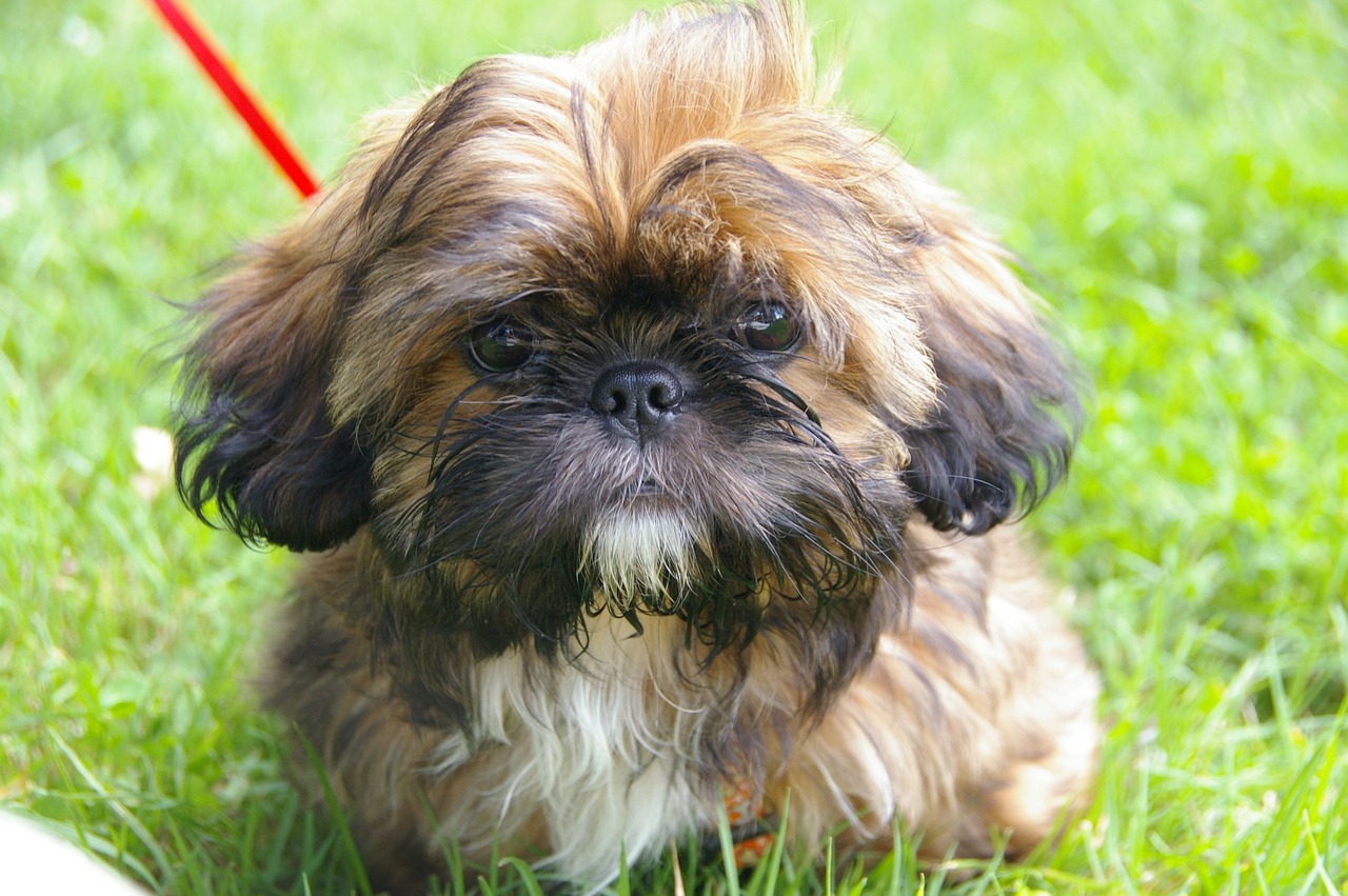 Un Shih Tzu