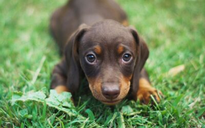 Le Teckel : la personnalité unique d’un chien à pattes courtes