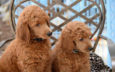 Le caniche standard: Les différences entre les tailles de caniche et la personnalité de la race standard