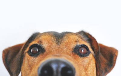 Le rappel : Comment apprendre à votre chien à revenir immédiatement lorsqu’il est appelé ?
