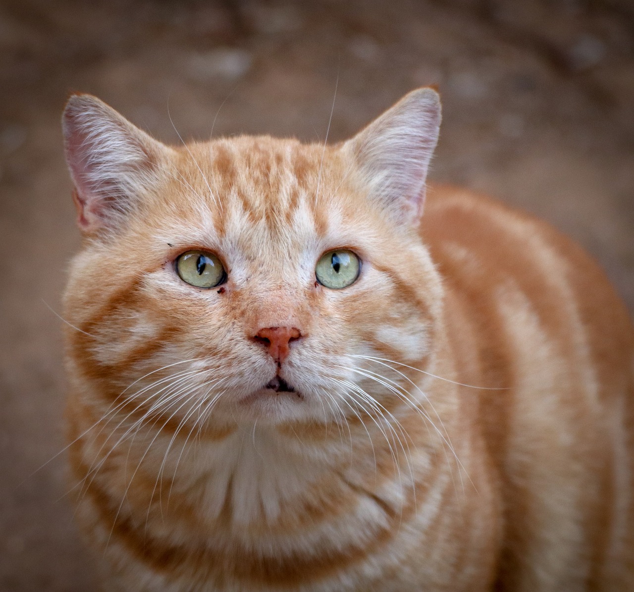 Un chat anxieux