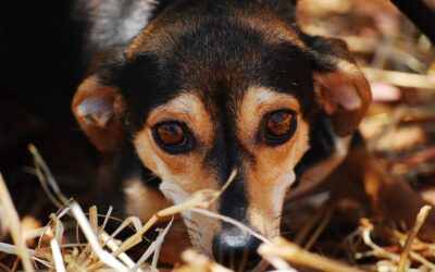 Le travail avec les chiens anxieux : Comment aider les chiens qui sont nerveux ou anxieux ?