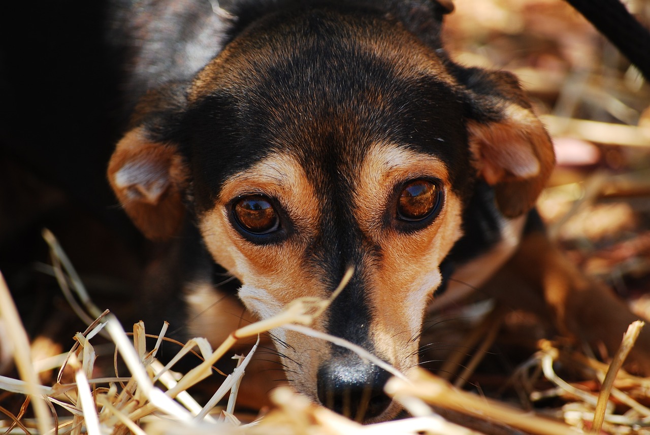 Un chien anxieux