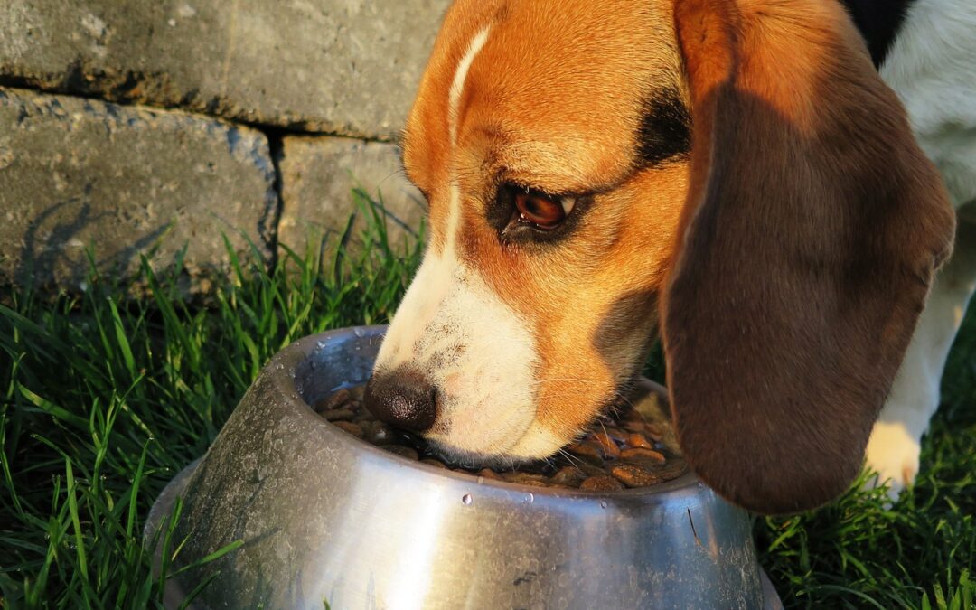 Les aliments humides : Leurs avantages et sur quels animaux les donner