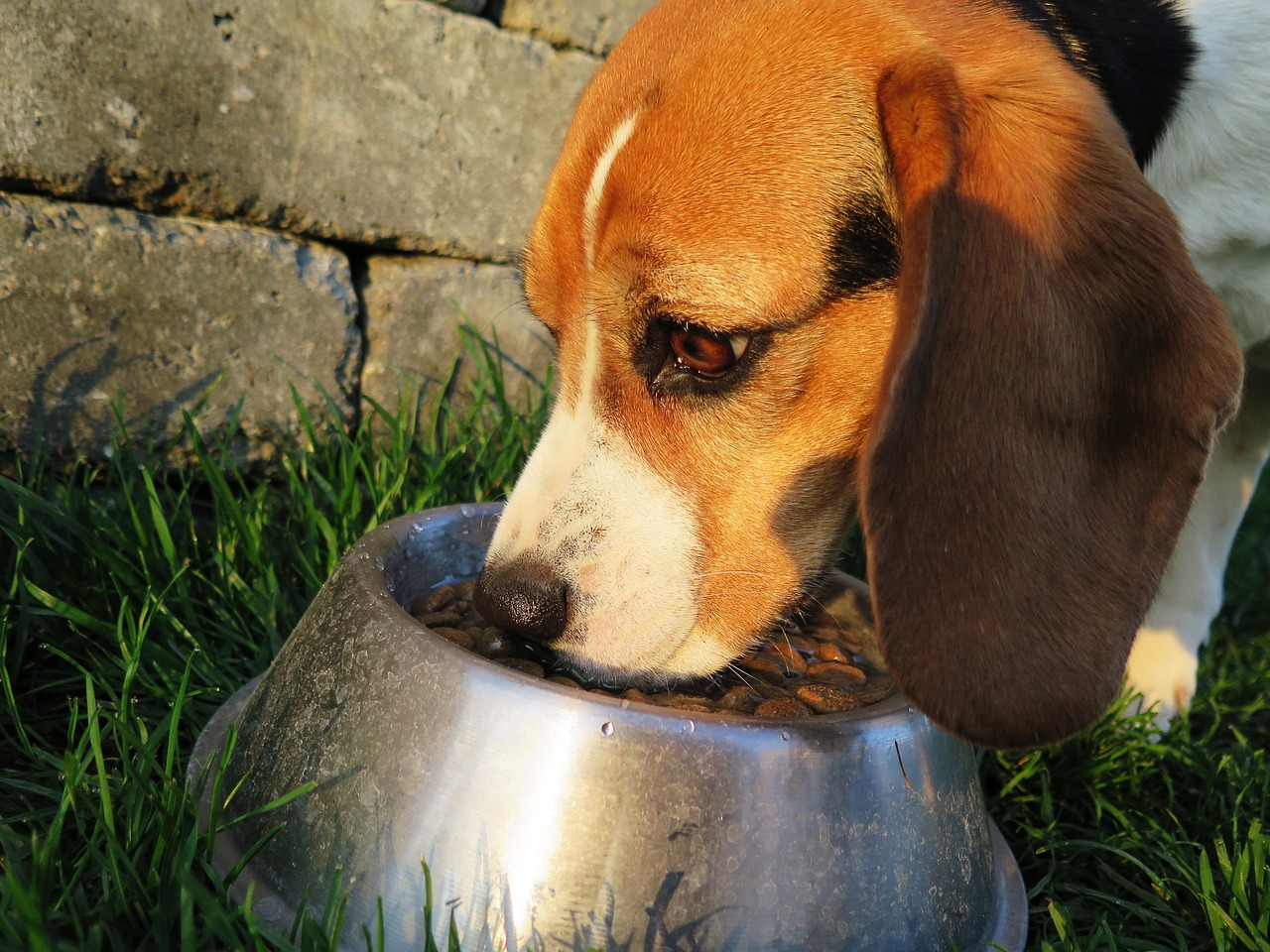 Un chien qui mange