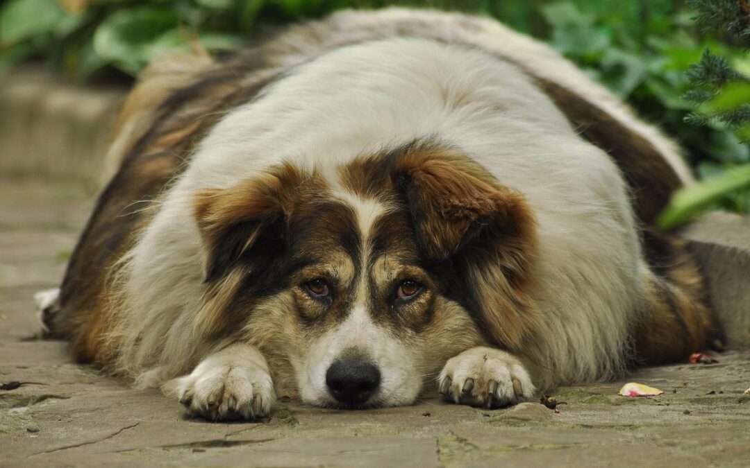 Les animaux ayant un poids à surveiller : Comment aider les chiens et les chats en surpoids ?