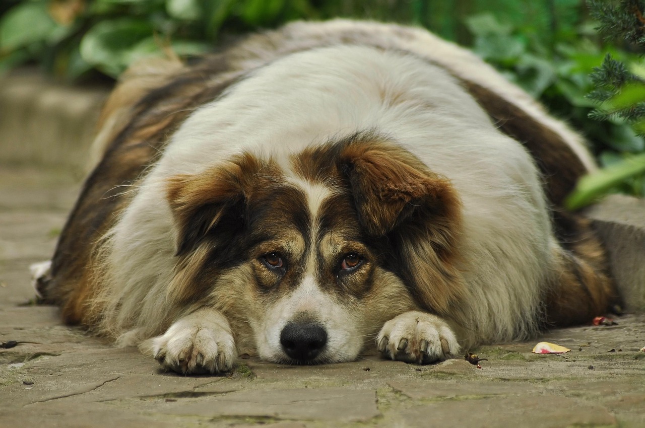 Un chien en surpoids