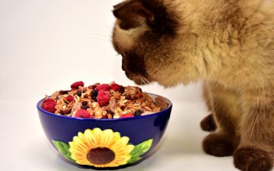 Les besoins alimentaires de base pour les chats : Ce que tout propriétaire de chat doit savoir