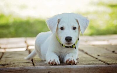 Les besoins alimentaires du chiot en croissance : Comment nourrir et prendre soin de votre chiot en pleine croissance ?