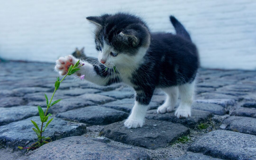 Les chatons : Comment nourrir et prendre soin de votre chaton en croissance ?