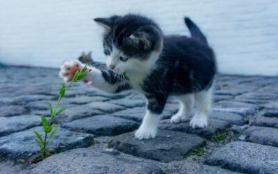 Les chatons : Comment nourrir et prendre soin de votre chaton en croissance ?