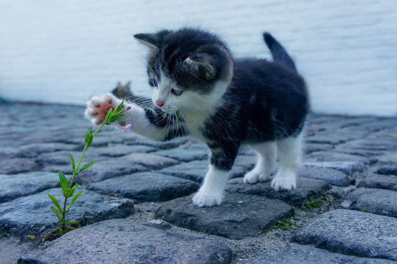 Un chaton