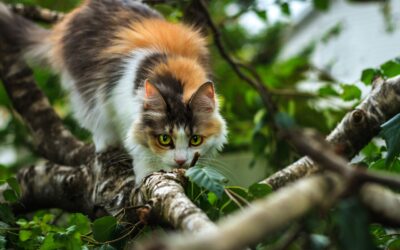 Les chats actifs : Alimentation pour les chats sportifs ou actifs