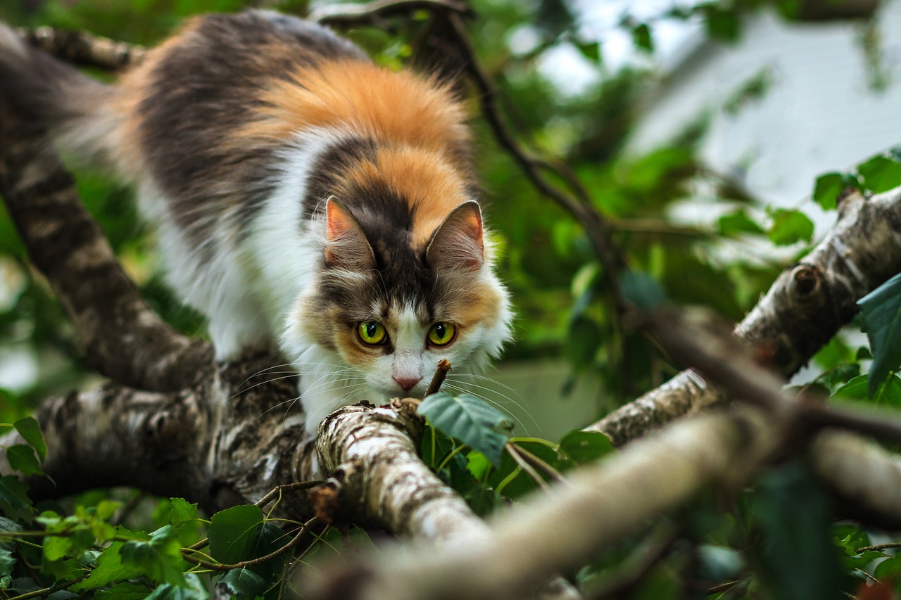 Un chat dans un arbre