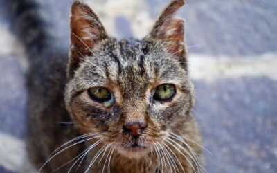 Les chats ayant des problèmes de santé : Comment nourrir un chat atteint de diabète, d’obésité ou de troubles digestifs ?