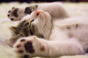 Un petit chat