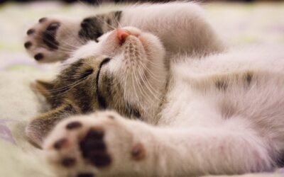 Les chats de petite race : Les besoins alimentaires spécifiques pour les chats de petite taille