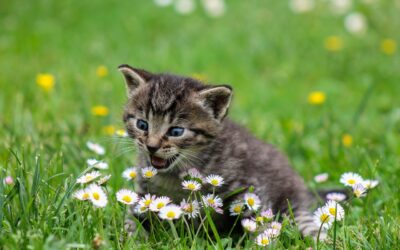 Les chats souffrant d’allergies : Comment gérer l’alimentation des chats souffrant d’allergies ?