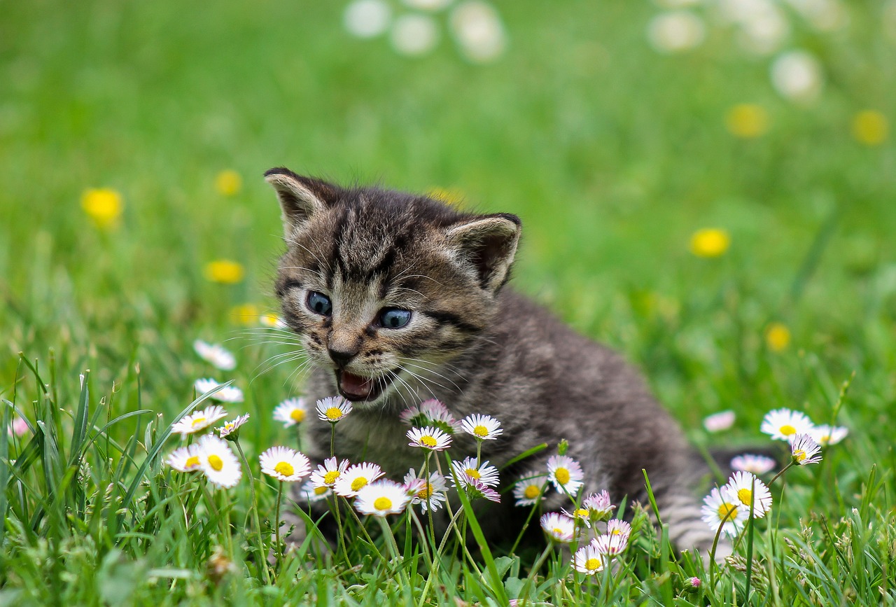Un chat dans des fleurs