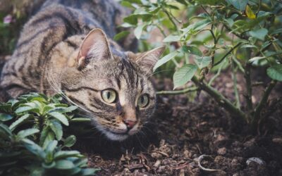 Les chats vivants dans des conditions particulières : Alimentation de base pour les chats vivant à l’extérieur ou en habitat naturel
