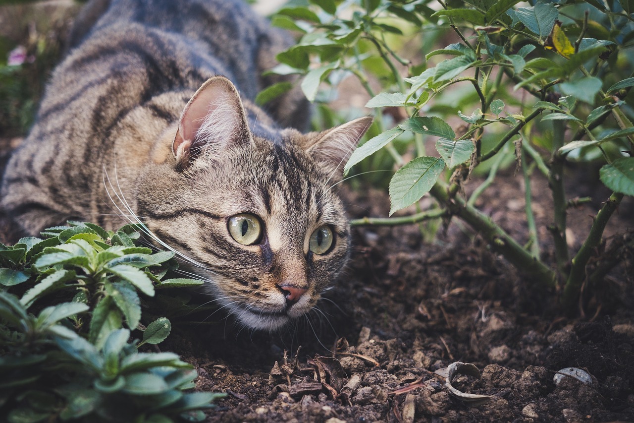 Un chat à l'extérieur